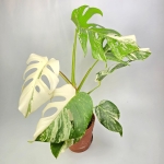 Monstera deliciosa Superwhite