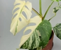 Monstera deliciosa Superwhite