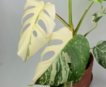 Monstera deliciosa Superwhite