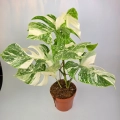 Monstera deliciosa variegata