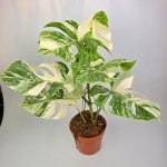 Monstera deliciosa variegata