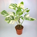 Monstera deliciosa variegata