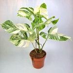 Monstera deliciosa variegata
