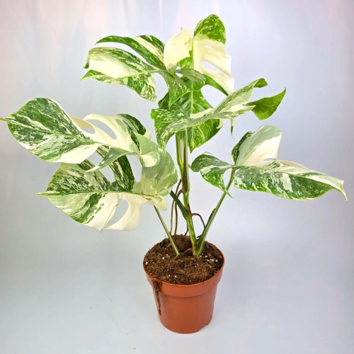Monstera deliciosa variegata