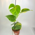 Monstera deliciosa aurea