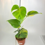 Monstera deliciosa aurea