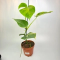 Monstera deliciosa aurea
