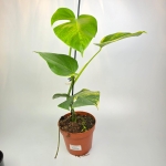 Monstera deliciosa aurea