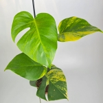 Monstera deliciosa aurea