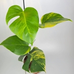 Monstera deliciosa aurea