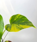 Monstera deliciosa aurea