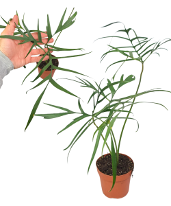 Philodendron polypodiodes - XL