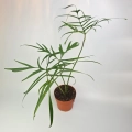 Philodendron polypodioides