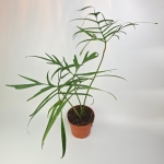 Philodendron polypodioides