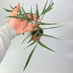 Philodendron polypodioides