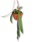 Anthurium vittarifolium