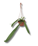 Anthurium vittarifolium