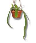 Anthurium vittarifolium
