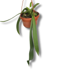 Anthurium vittarifolium
