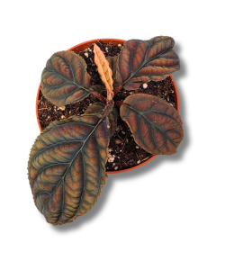  Labisia sp. Vietnam