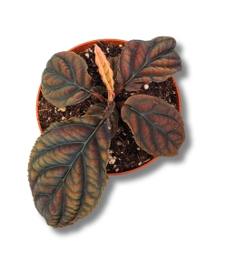  Labisia sp. Vietnam