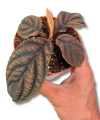 Labisia sp. Vietnam