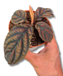 Labisia sp. Vietnam