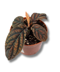 Labisia sp. Vietnam