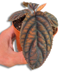Labisia sp. Vietnam