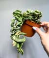 Hoya compacta variegata starsza roślina