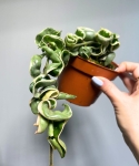 Hoya compacta variegata starsza roślina