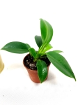 Philodendron green princess S