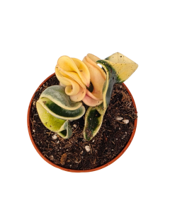 Hoya compacta variegata S