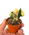Hoya Compacta Variegata