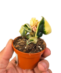 Hoya Compacta Variegata