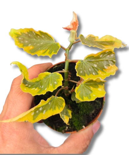 Begonia Dainty Spray Sport variegated
