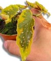 Begonia Dainty Spray Sport variegated
