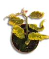 Begonia Dainty Spray Sport variegated