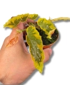 Begonia Dainty Spray Sport variegated