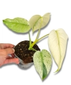 Monstera deliciosa Mint