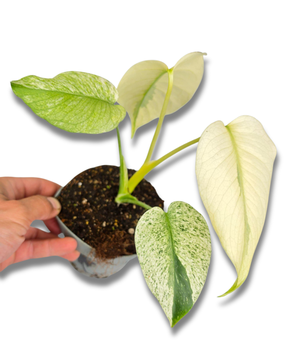 Monstera deliciosa Mint