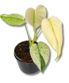 Monstera deliciosa Mint