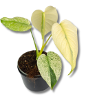 Monstera deliciosa Mint