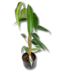  Epipremnum Ghostie