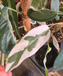 Epipremnum pinnatum "Ghostie’"
