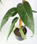 Epipremnum pinnatum "Ghostie’"