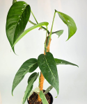 Epipremnum pinnatum "Ghostie’"