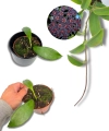 Hoya pubicalyx "Black Dragon"