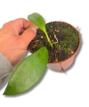 Hoya pubicalyx "Black Dragon"