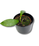 Hoya pubicalyx "Black Dragon"